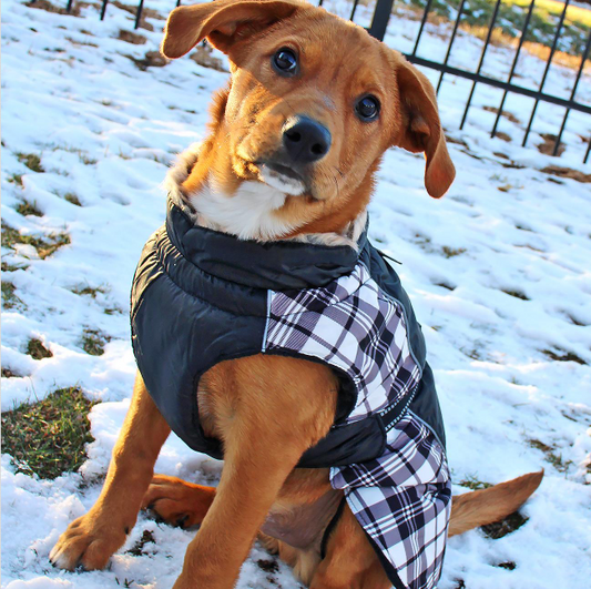 Alpine All-Weather Dog Coat - Black and White Plaid