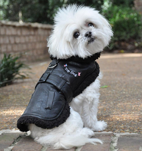 Top Dog Flight Harness Coat - Black