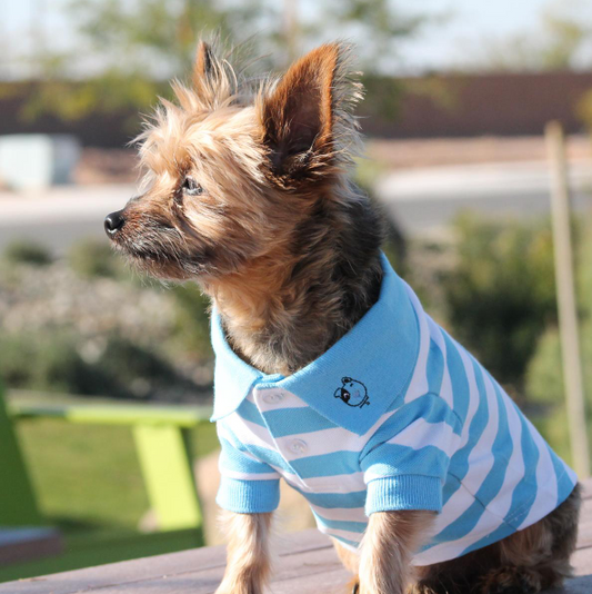 Striped Dog Polo - Blue Niagara and White